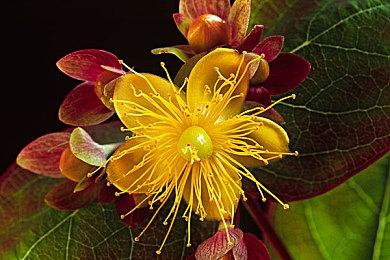 《暗黑破坏神：不朽》国服正式上线 ARPG王者再临